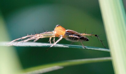 Close-up shot of a Orb-weaver spider atop a glossy green leaf
