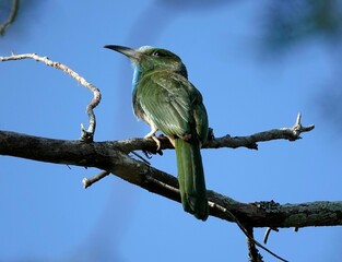 Blue-bearded bee-eater perched atop a tree branch illuminated by the deep blue sky.