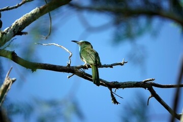 a small bird perched on a branch near the sky with no one around