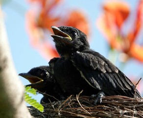 Juvenile birds perched atop a nest.