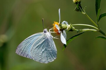 Closeup shot of a blue butterfly perched on a flower.