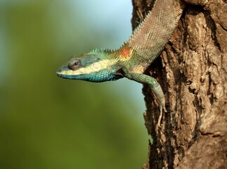 Closeup shot of a brightly colored lizard perched on a tree branch.