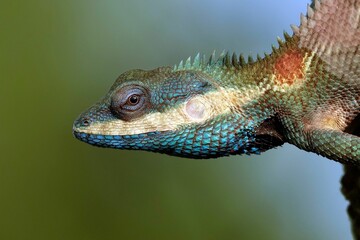 Closeup shot of a brightly colored lizard perched on a tree branch.
