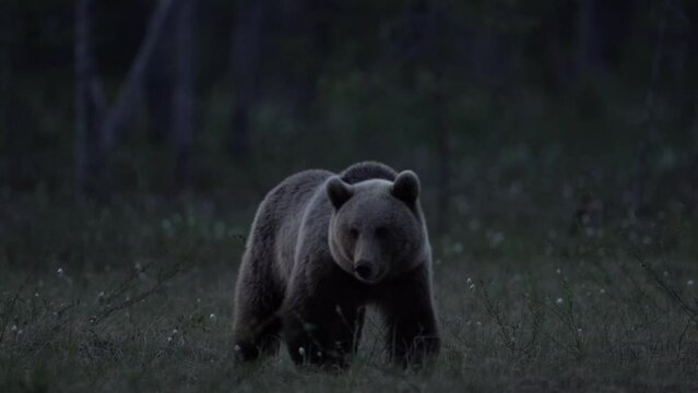 Night in taiga, Bear with lake fog, sunset. Autumn trees with bear. Beautiful brown bear walking around lake, fall colours. Big danger animal in habitat. Wildlife scene from nature, Finland, Europe.