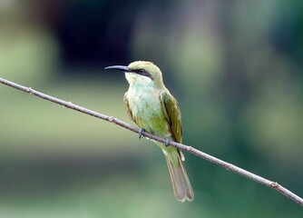 Vibrant closeup shot of an Asian green bee-eater perched on a twig