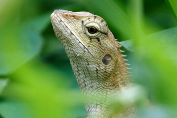 Close-up of an oriental garden lizard (Calotes versicolor) in green grass