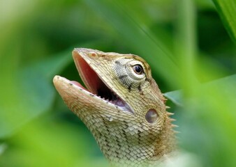 Close-up of an oriental garden lizard (Calotes versicolor) in green grass