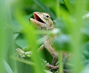 Close-up of an oriental garden lizard (Calotes versicolor) in green grass