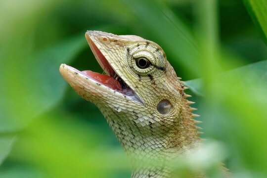 Close-up of an oriental garden lizard (Calotes versicolor) in green grass