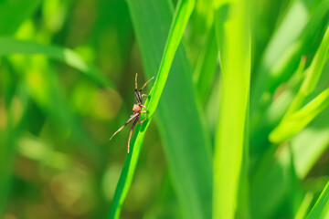 Sumpf-Krabbenspinne (m)