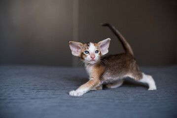 Young Oriental Cat. Home Interior. Portrait Young Cat.