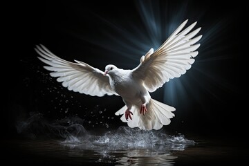 Fototapeta premium White dove swooping down, photo realistic, black background