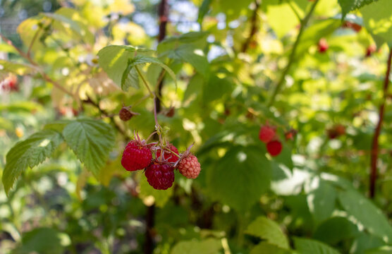 Red raspberries on a branch. Raspberries grow on a bush in the garden.