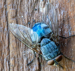 young fly insect macro shot