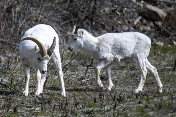 Thin-horned rams (Ovis dalli) on a lush, grassy hillside