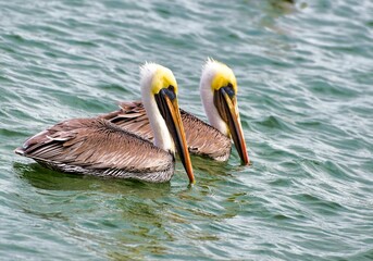 Closeup of two pelicans swimming peacefully in a tranquil lake