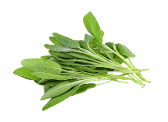 Sage plant on transparent png