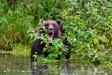 Closeup of a brown bear swimming in a river against green shrubs