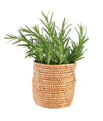 rosemary in basket on transparent png