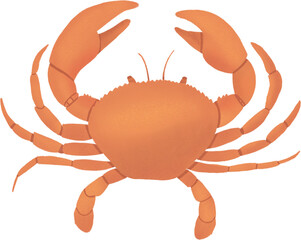 orange crab isolated on white background