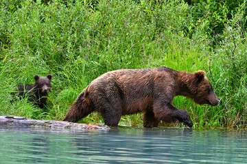 Closeup of a brown bear swimming in a river against green shrubs