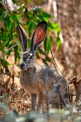Closeup of a black-tailed jackrabbit (Lepus californicus) in grass