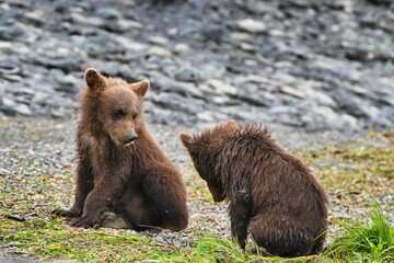 Close-up of a mother bear with her cub walking on green grass