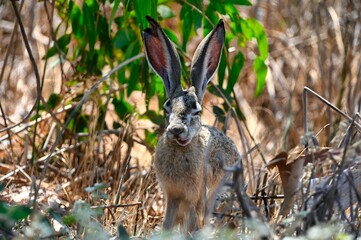 Closeup of a black-tailed jackrabbit (Lepus californicus) in grass