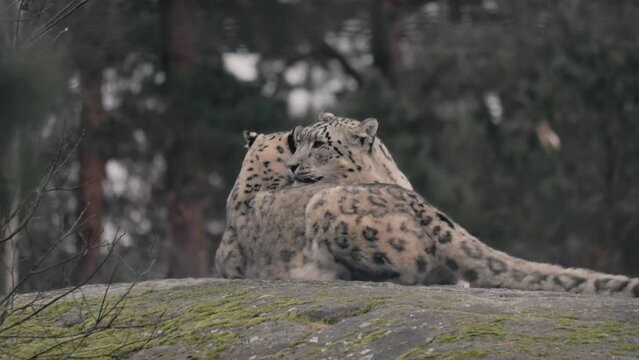Closeup video of a couple of snow leopards hugging in the forest