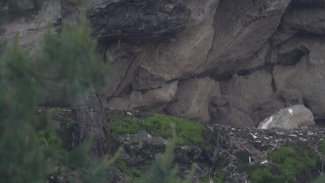 Rain. Owl nest on the rock ledge. Wildlife scene from wild nature. Big Eurasian Eagle Owl, Bubo bubo, mother with chick in rock with green moss. Stone forest with owl. Owl neseting behaviour. Rock