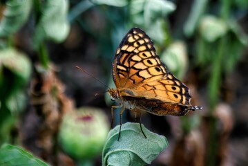 Euptoieta claudia butterfly on a green leaf