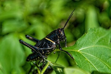 Closeup of a black romalea guttata grasshopper on a green leaf