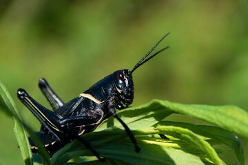 Closeup of a black romalea guttata grasshopper on a green leaf