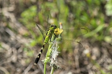 Closeup of a dragonfly on a yellow flower
