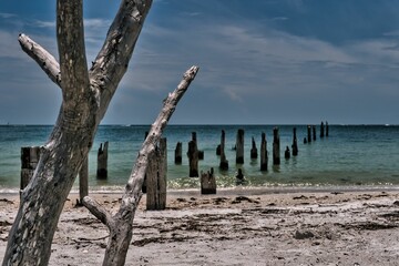 Beautiful view of dry tree branches and a pier on a beach, Gulf of Mexico