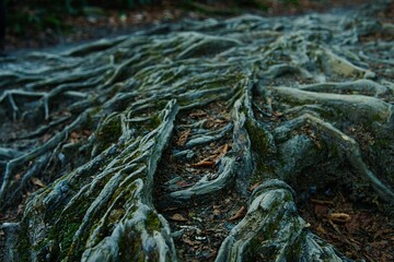 Close-up shot of a tree with exposed roots, set against a natural environment © Mike Duff/Wirestock Creators
