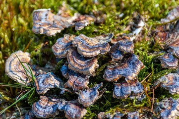 Close up of a vibrant cluster of Osborn mushrooms growing on a lush, mossy patch on the forest floor