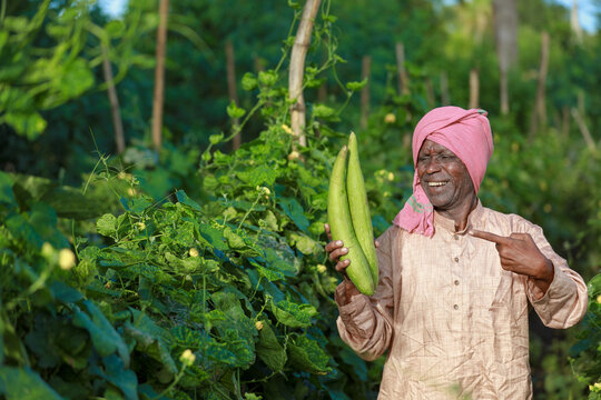 Indian farming, farmer holding bottle gourd, vegetable fresh , happy farmer
