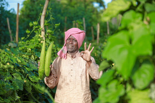 Indian farming, farmer holding bottle gourd, vegetable fresh , happy farmer