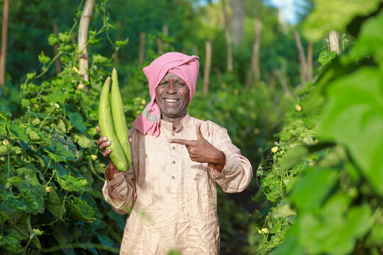 Indian farming, farmer holding bottle gourd, vegetable fresh , happy farmer
