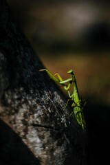 Vertical shot of a green mantis on a tree trunk with a blurred background