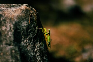 Close-up shot of a green mantis on a rocky surface with a blurred background