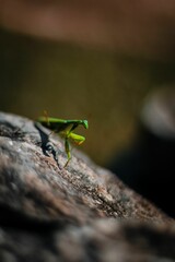 Vertical shot of a green mantis on a rocky surface with a blurred background
