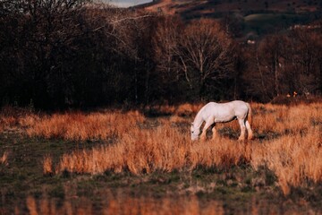 Obraz na płótnie Canvas White horse in the dry grass field