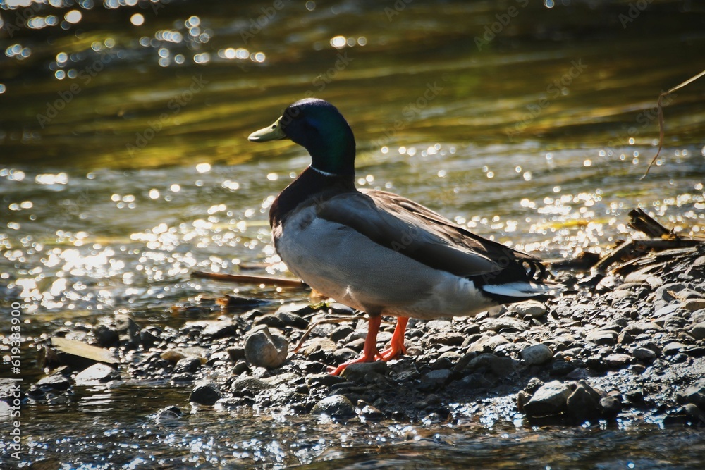 Poster mallard duck in a tranquil lake near a rocky shore, basking in the warm sunshine