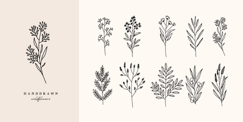 wildflowers flowers hand drawn wild flower wild garden flower for organic logo or  floral herbs