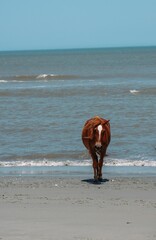 Majestic horse trotting along the sandy beach by the shimmering blue waters of the sea.