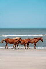 Fototapeta na wymiar Wild horses on the beach in Outer Banks, North Carolina.