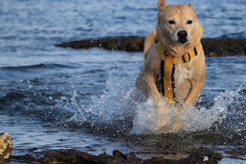 A Canaan dog running in the sea
