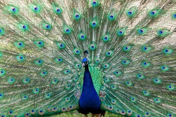 Fototapeta premium Vibrant peacock proudly flaunting its feathers in its zoo enclosure